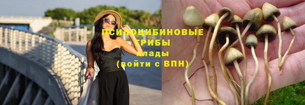 прущие грибы Арсеньев